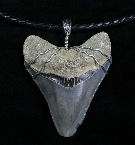 Big Ass Megalodon Tooth Necklace #5026